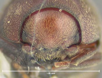 Media type: image;   Entomology 32079 Aspect: head frontal view
